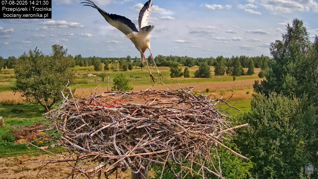 07082025bociany19
