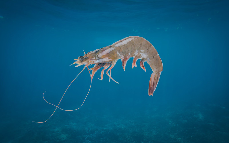 Tiktoker muestra cómo se ve la vena negra del camarón desde un microscopio