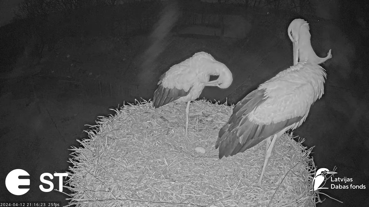 Baltie stārķi (Ciconia ciconia) Tukuma novadā - LDF tiešraide __ White storks in Tukums, Latvia 11-5