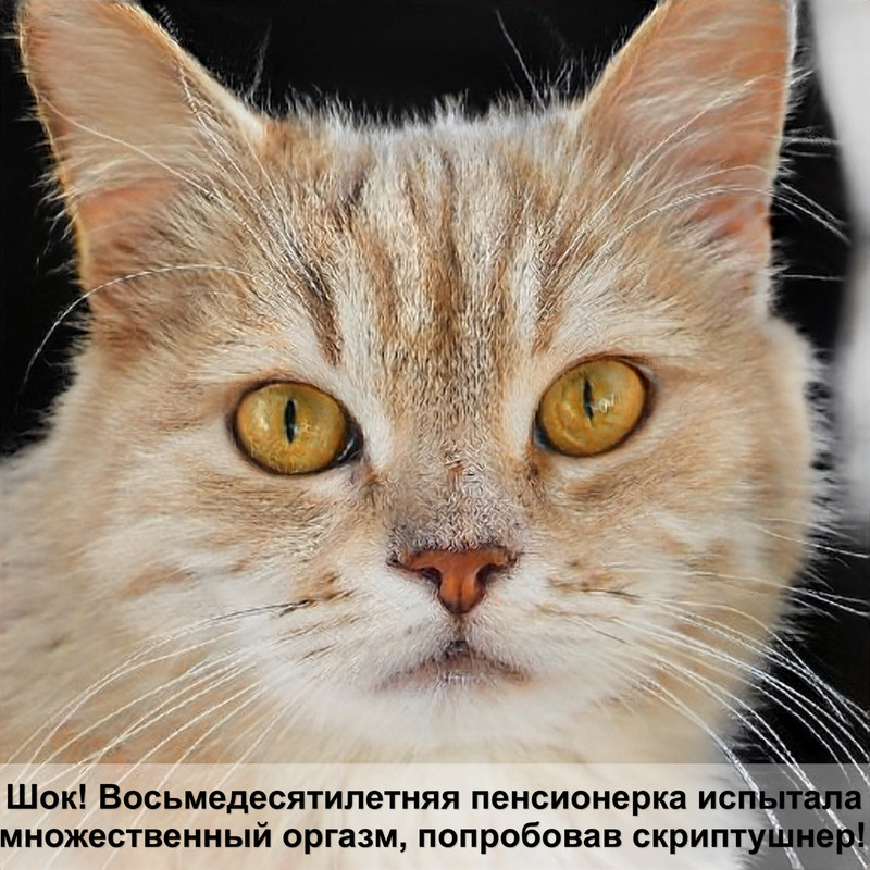 беременная кошка фото