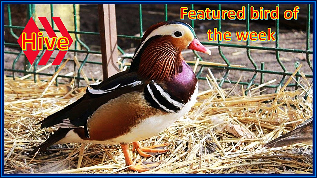 featured
