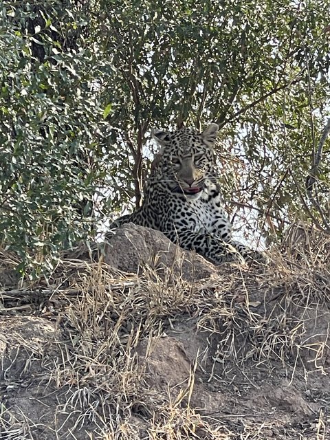 [Linked Image from i.postimg.cc]