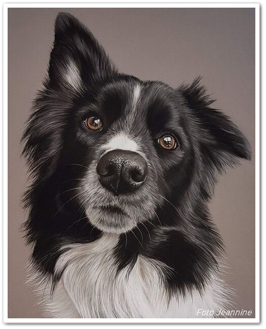 border-collie