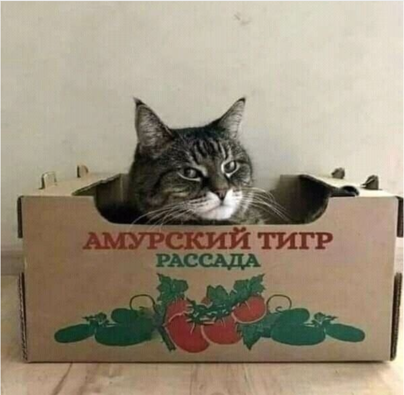 https://i.postimg.cc/j2KrkvCq/image.png