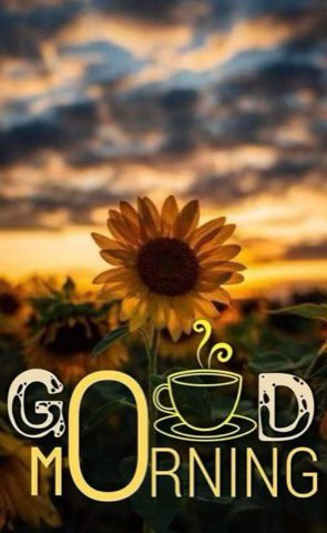 Sunflower-Good-Morning