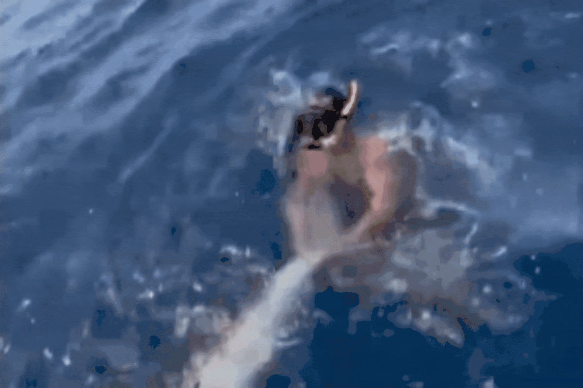 https://i.postimg.cc/j2LKG7nv/drew-capture-2023-5-25-1.gif