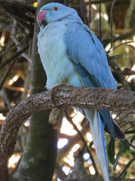 Birds-of-Eden-holiday-190-Custom.jpg