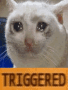 triggered-cat-4.gif