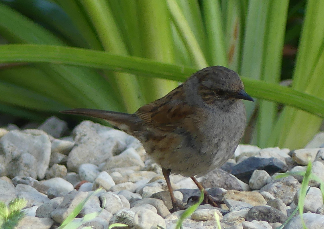DUNNOCK 1