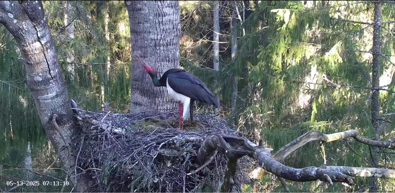 Ekrānuzņēmums 2025-05-13 084753