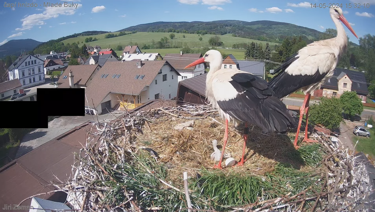 Tiešraides kamera — Mladé Buky — stārķa ligzda 13-39-41 screenshot