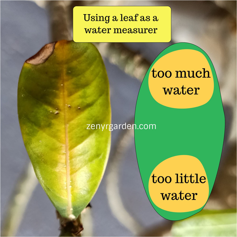 yellow-adenium-leaves-water-measurer.jpg