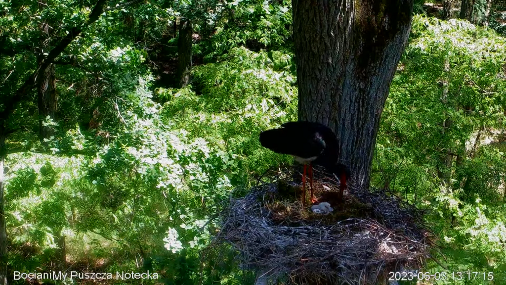 Zrzut ekranu (16861)