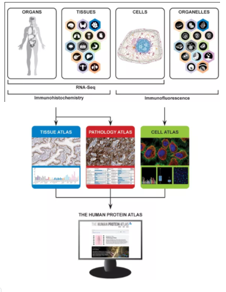 人类蛋白图谱-1.png
