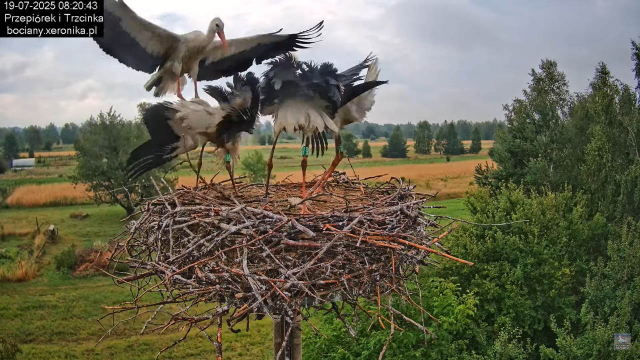 19072025bociany19