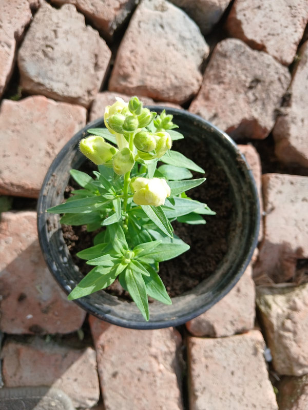 Mixed Snapdragon Bouquet