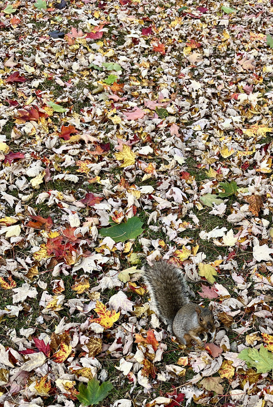 IMG-3235.jpg