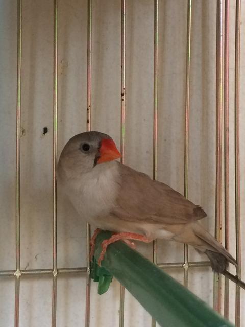 صورة