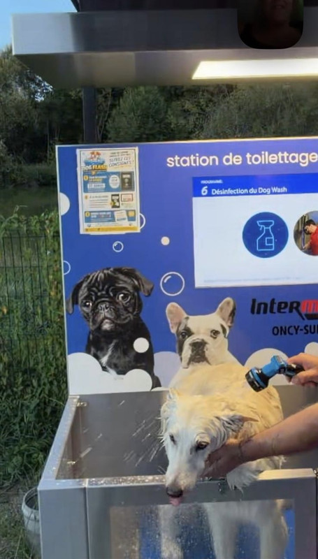 Chien pendant son lavage
