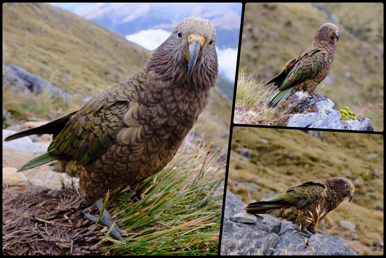 Mt Aspiring NP – Brewster hut & glacier (febrero 2026) - Escapadas y rutas por la Nueva Zelanda menos conocida (9)