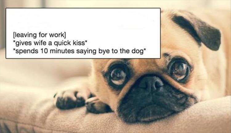 husband_spends_10_min_saying_goodbye_to_family_dog.jpg'