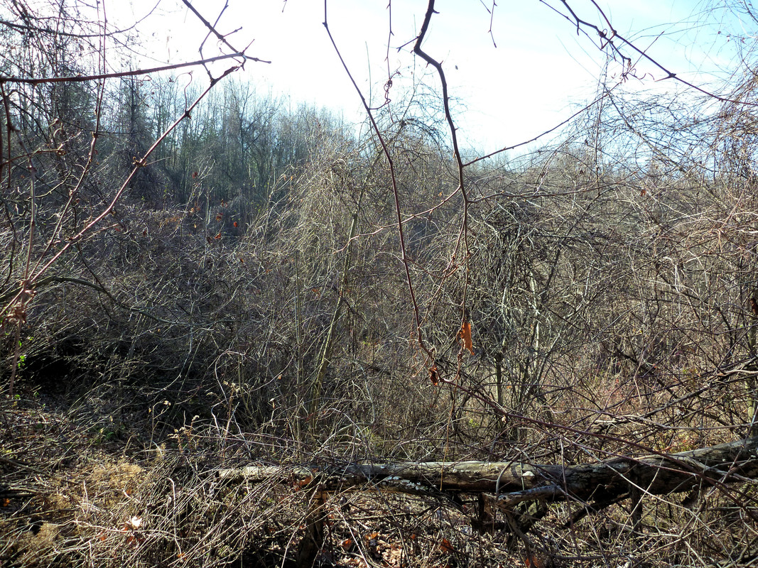 2011-11-19 2 Ruffed Grouse