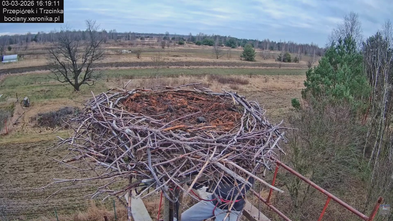 03032026 Prace przy gnieździe 5