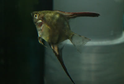 IMG-2300-atrofia-pelvica-2.jpg