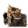 B21-C33-EC-93-D4-4680-B243-4-FFAF9626-A24.png