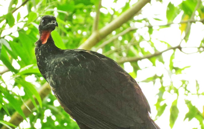 Salah satu varietas kopi termahal dan paling dicari di dunia dihasilkan dari kotoran burung jacu, harganya capai Rp 26 juta per kilogram.