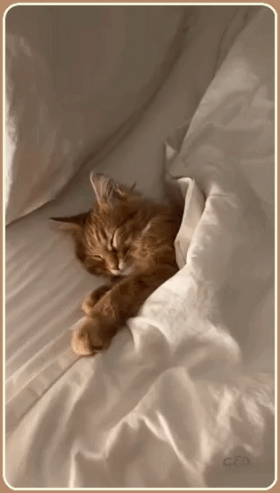 010826-chat-dort-conscience-tranquille