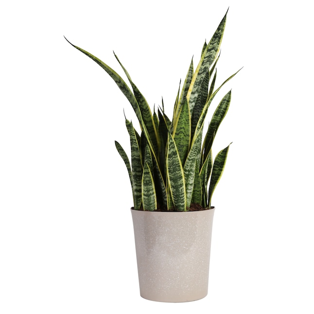 Elevate Your Space: Up to 50% Off Stylish House Plants at Lowe’s! Elevate Your Space: Up to 50% Off Stylish House Plants at Lowe’s!