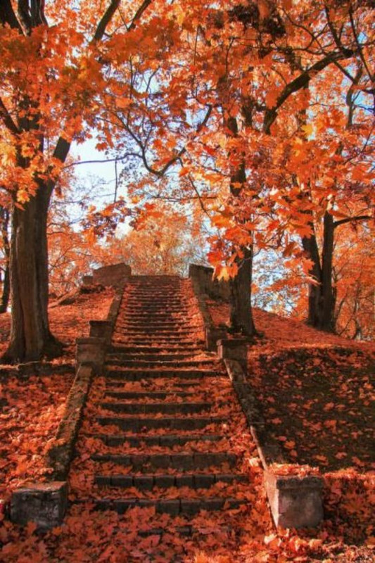 orangeleafsteps.jpg