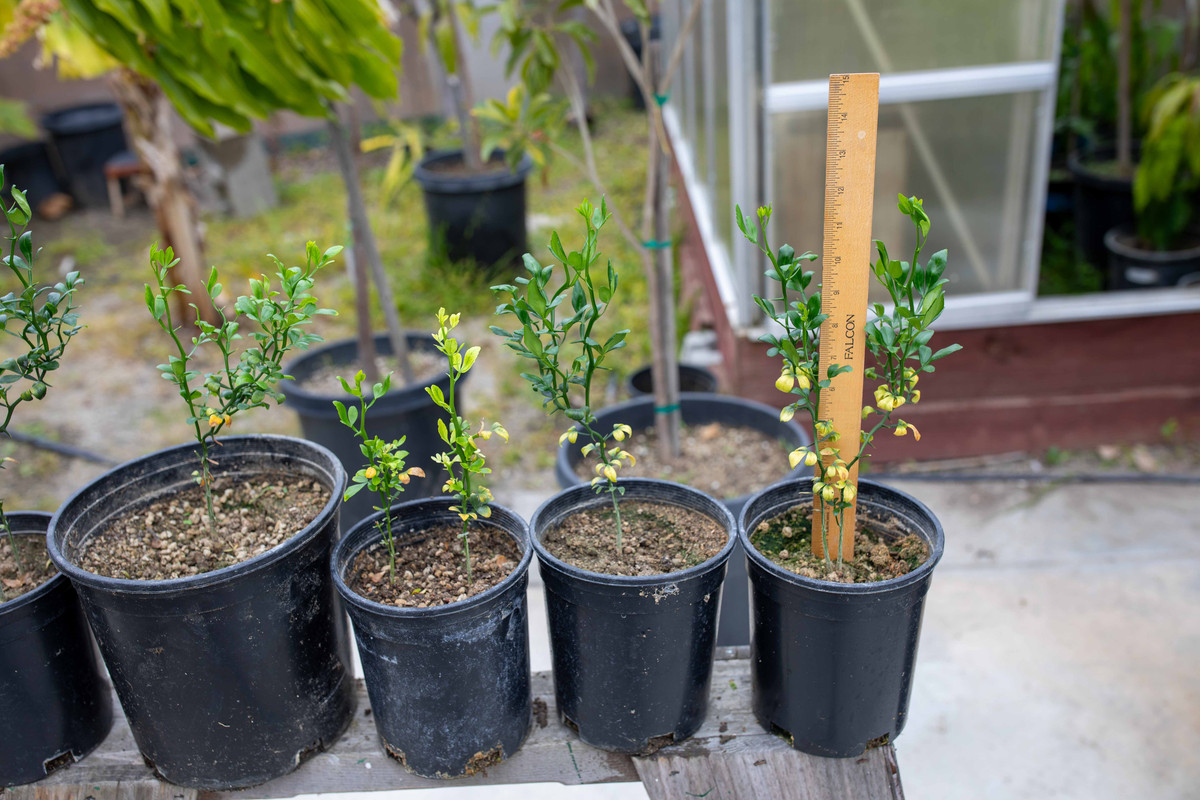 8U1A9934  Flying Dragon Citrus Seedling Trees, Measured (4-12-24)