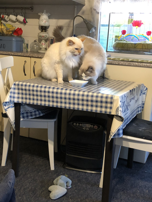 4568D984-6161-4497-9846-4F76344BD0D4