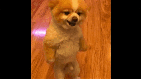 giphy-12.gif
