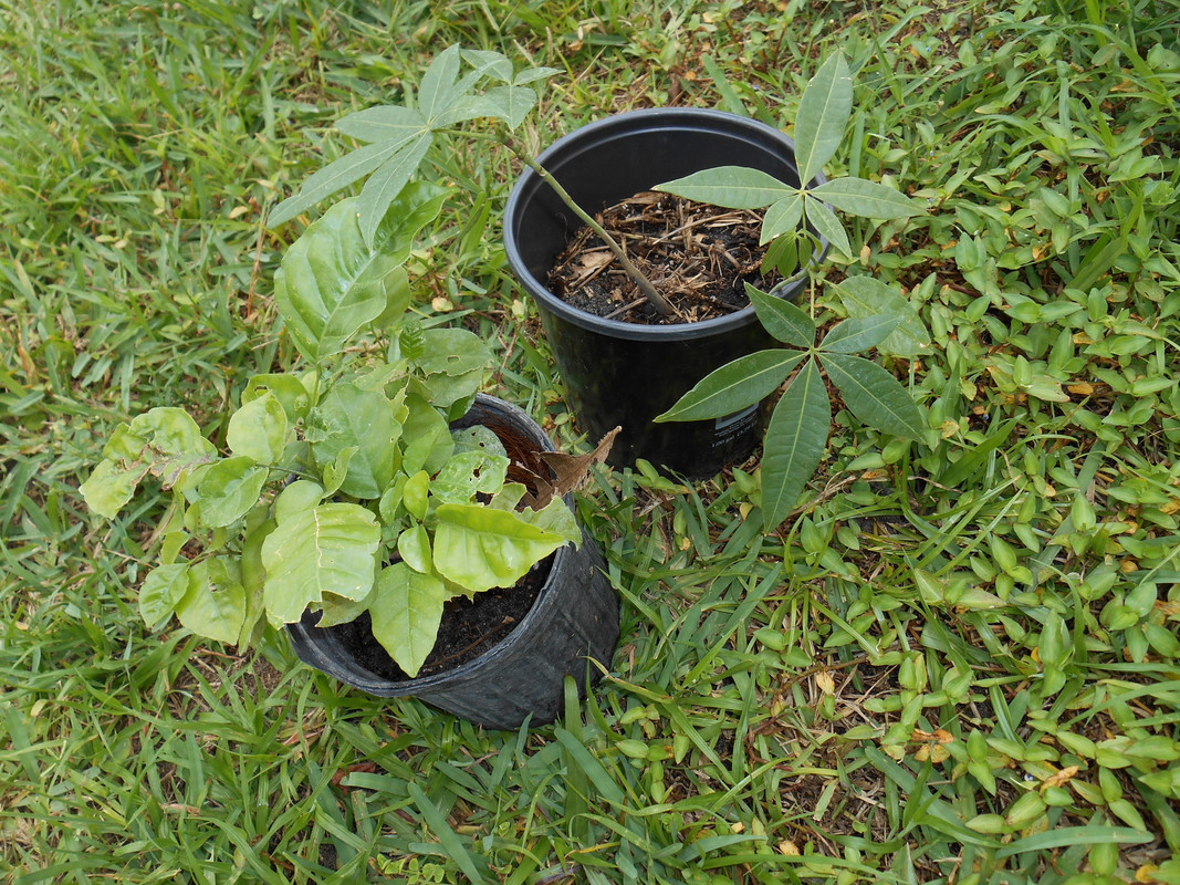 Fruit Trees 015