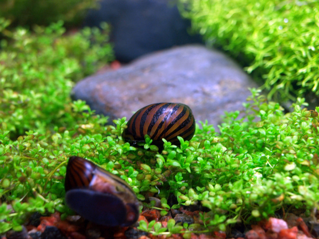 12873404450Neritina_natalensis6