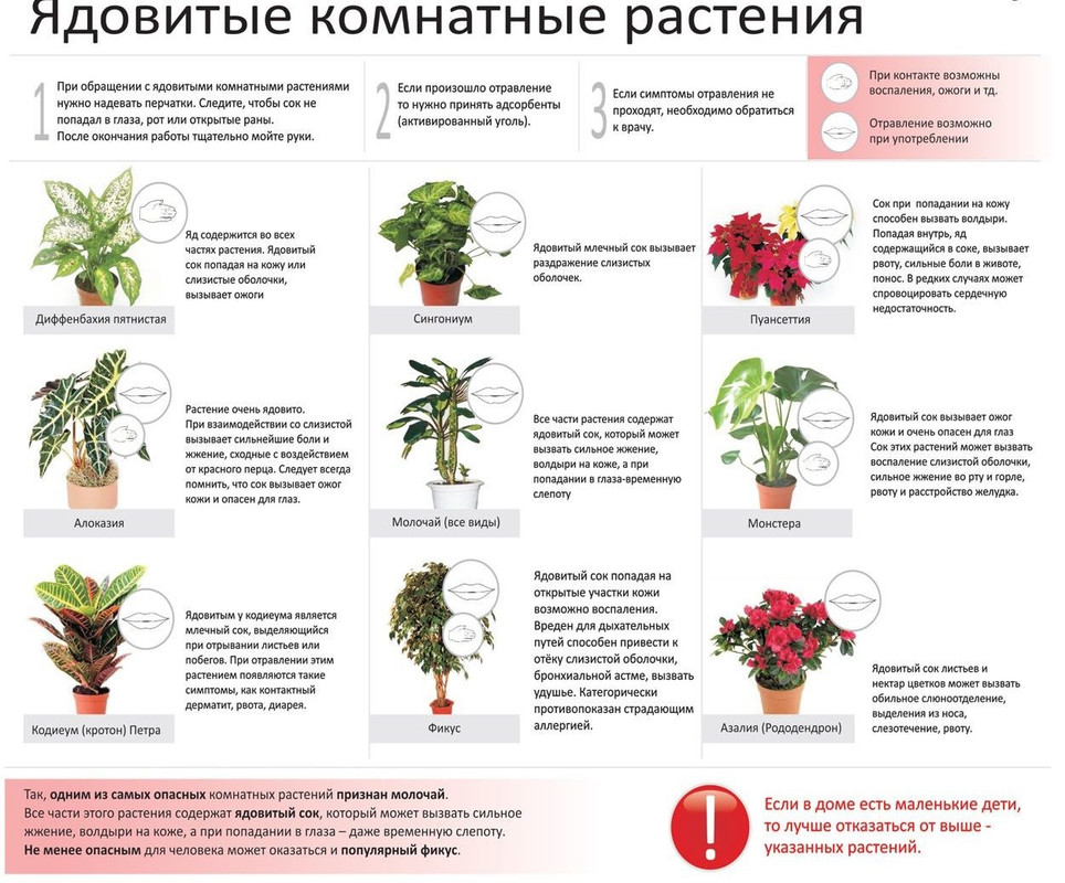 Комнатные растения в классе и здоровье школьника" - скачать презентацию