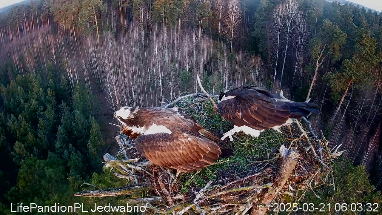 Rybołowy Online Puszcza Napiwodzko-Ramucka _ Ospreys Online in Napiwodzko-Ramucka Forest 8-6-59 scre