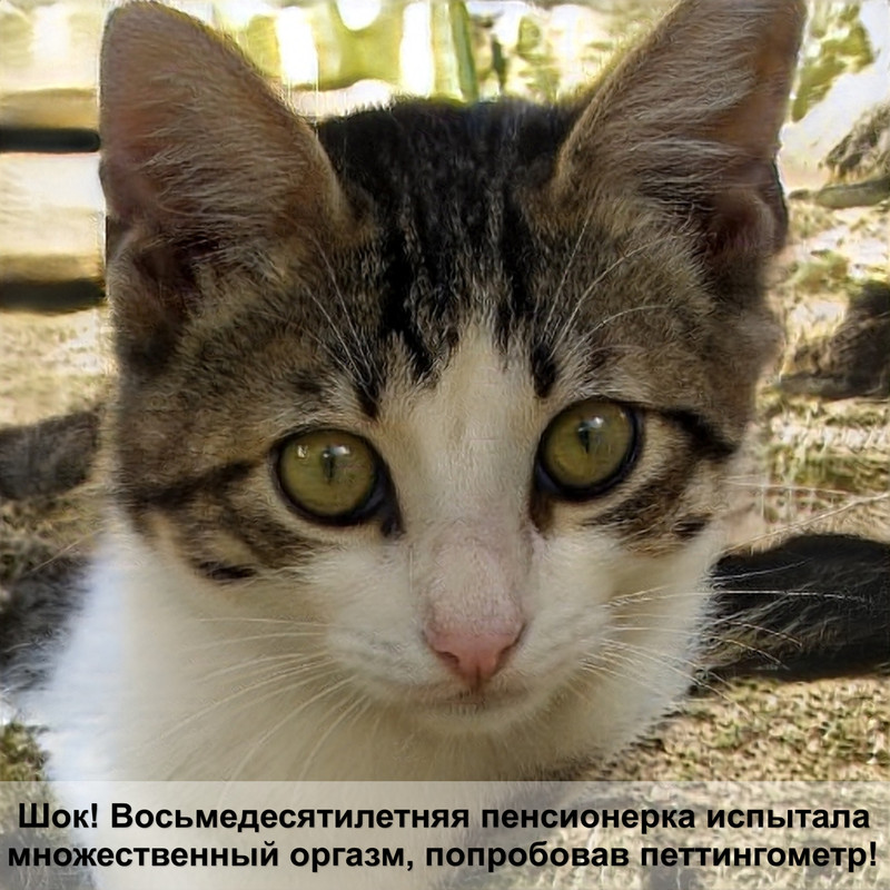 окрас пойнт у кошек