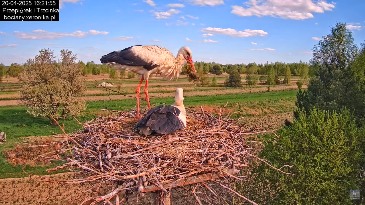 20042025bociany35