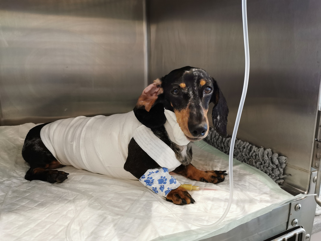 [Image: Jipsie-op-r-e.jpg]