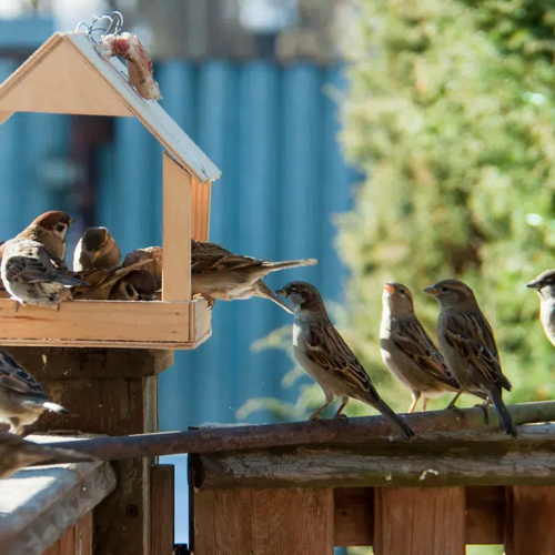 Groepje vogels bij een Birdfy slim vogelhuisje met voederbak