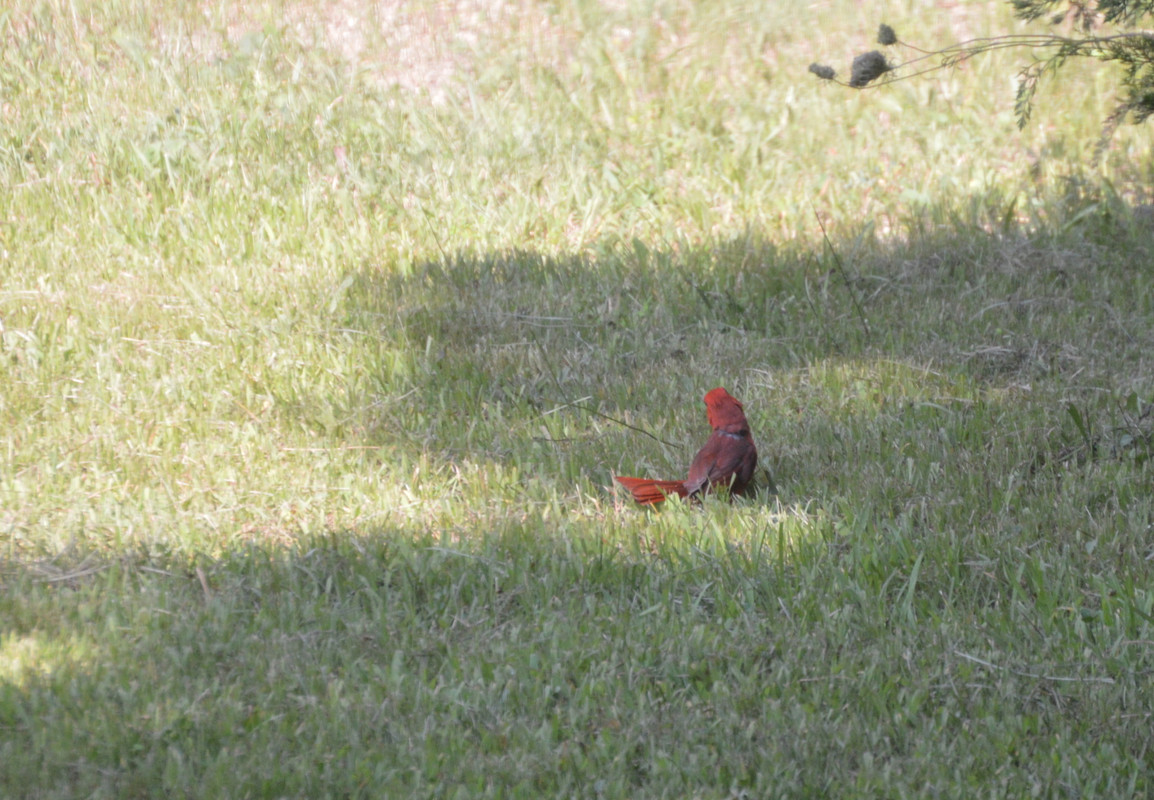 2021-8-4 Cardinals (3)