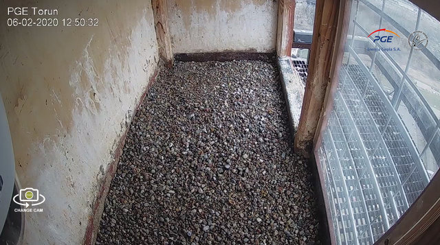 WebCam Toruń PGE. Male Piernik (2 AD (2015) & Female Katarzynka (?) vanaf 21 aug. Man 9 / BK( 2019) & Vrouw Katarzynka (?) - Pagina 2 Przechwytywanie-w-trybie-pe-noekranowym-06-02-2020-125112