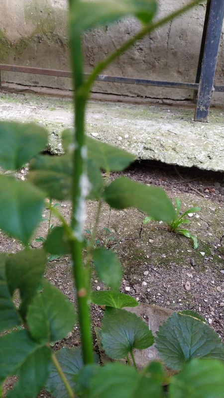 98E21803-63C7-42A7-85B5-34FA435A1CC2