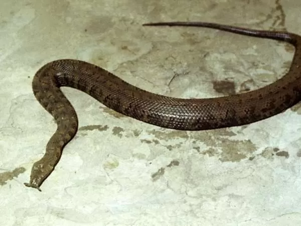 [Image: bizarre-snakes-10794-4-1706460273.webp]