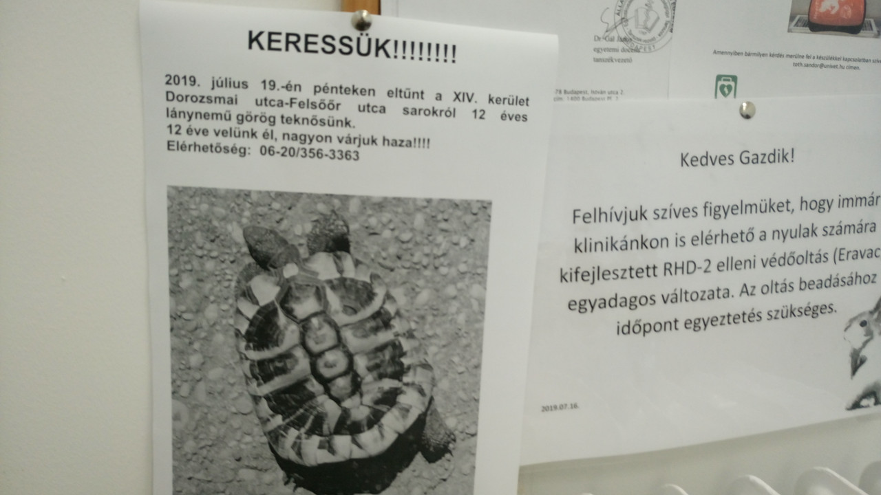 Kép
