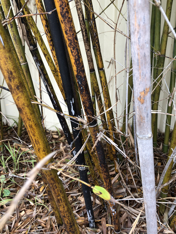 71A0E91A-0AAA-4419-BD52-5EDDC1099B77